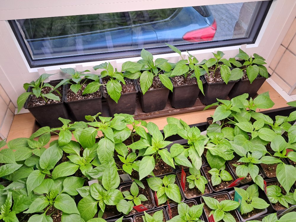 Untersetzer 80cm.jpg