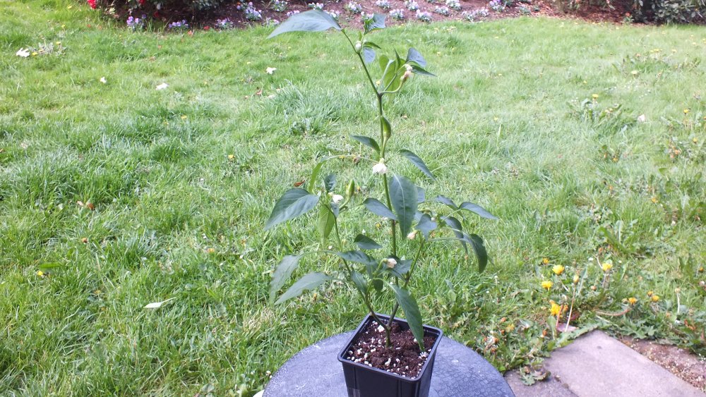 Update 07.05.17 Türkische Chili