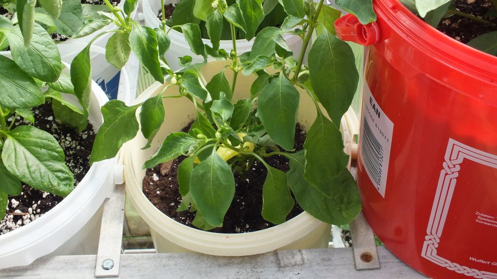 Update vom 05.06.2017