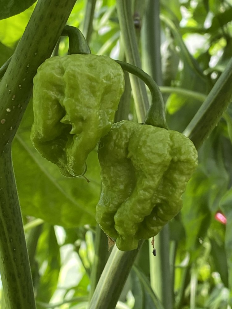 Verrate ich erst einmal nicht