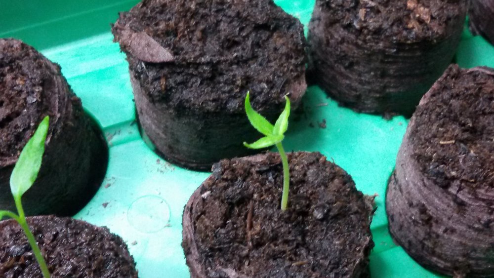 Vicentes Annuum 01.jpg