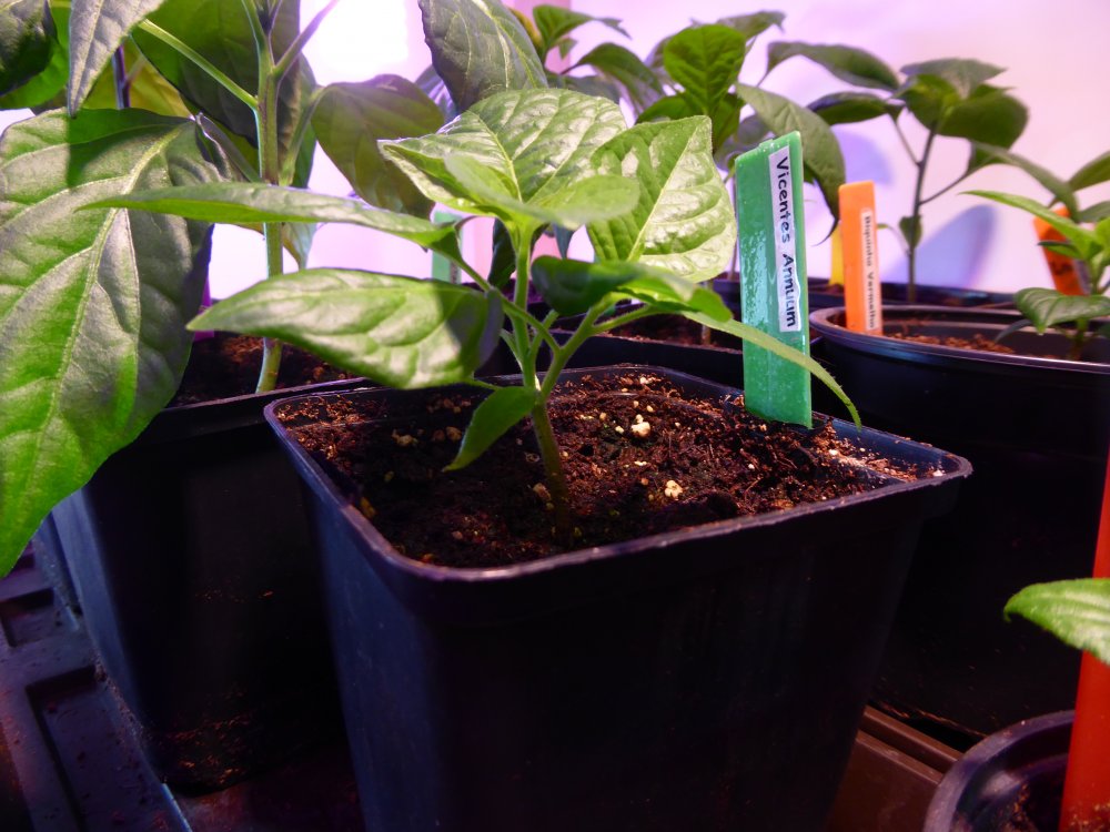 Vicentes Annuum 01b.JPG