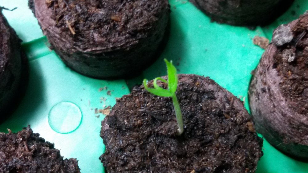 Vicentes Annuum 02.jpg