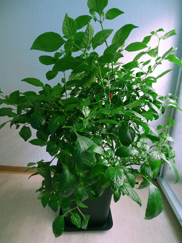 Vicentes_Annuum_20170429