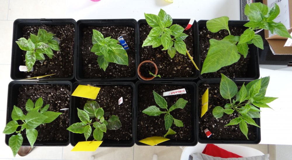 Vodelperspektive 2.JPG