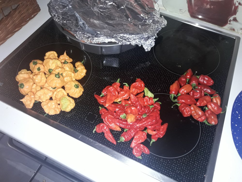 Vorletzte Chinensenernte