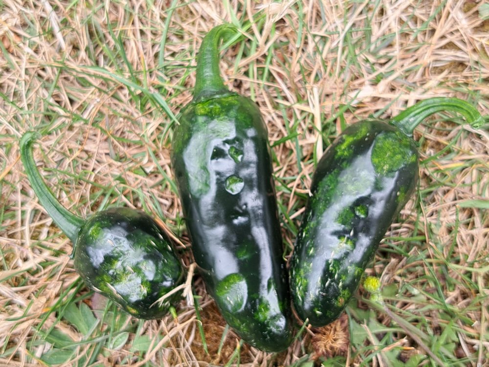 Wanzenschäden 200723 02.jpg