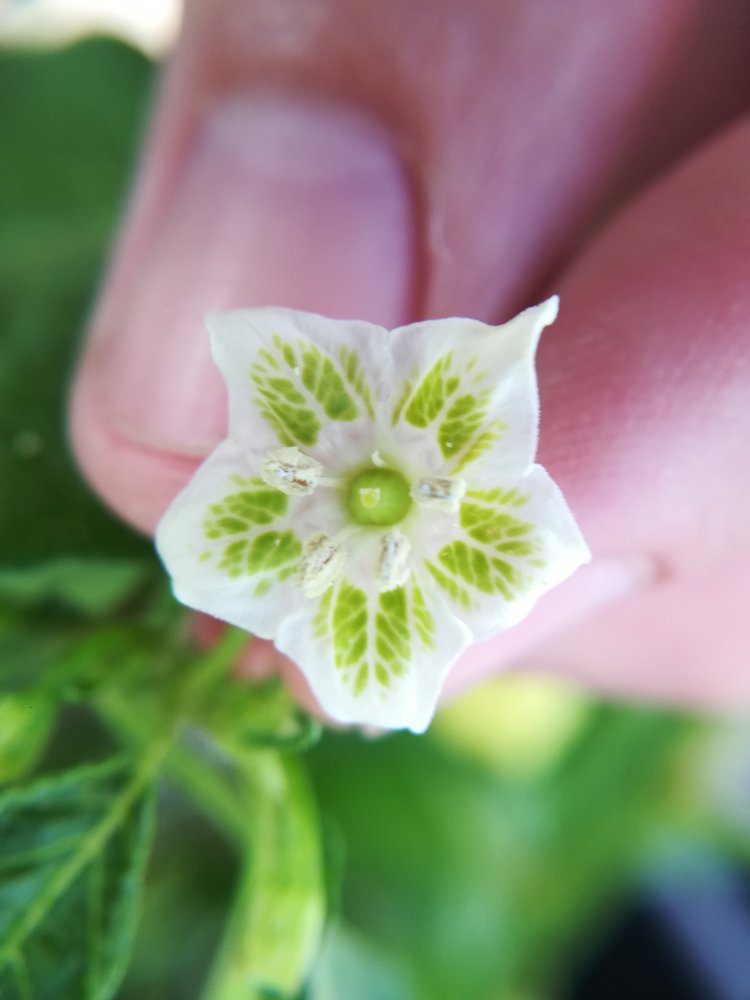 white fantasy blüte