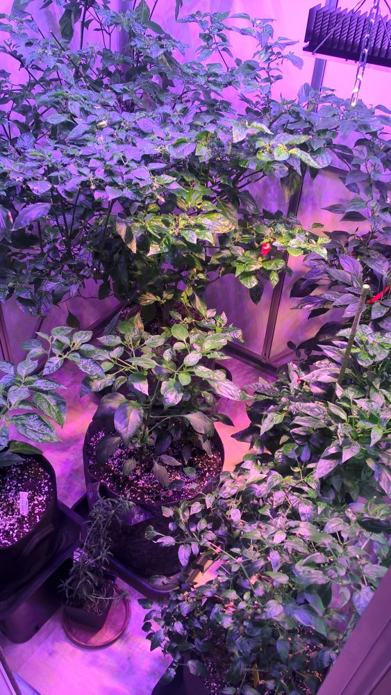 WP_20170211_09_58_39_Pro