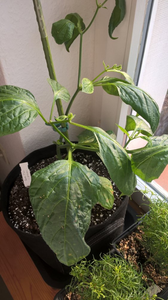 WP_20170211_10_00_15_Pro