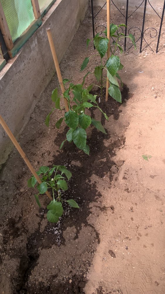 WP_20170430_14_16_38_Pro