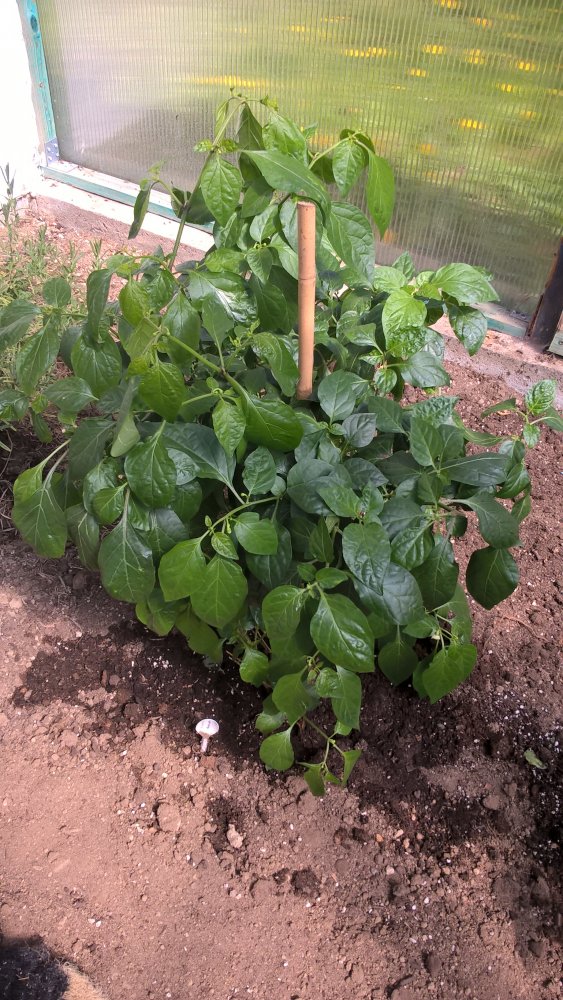 WP_20170430_14_16_46_Pro