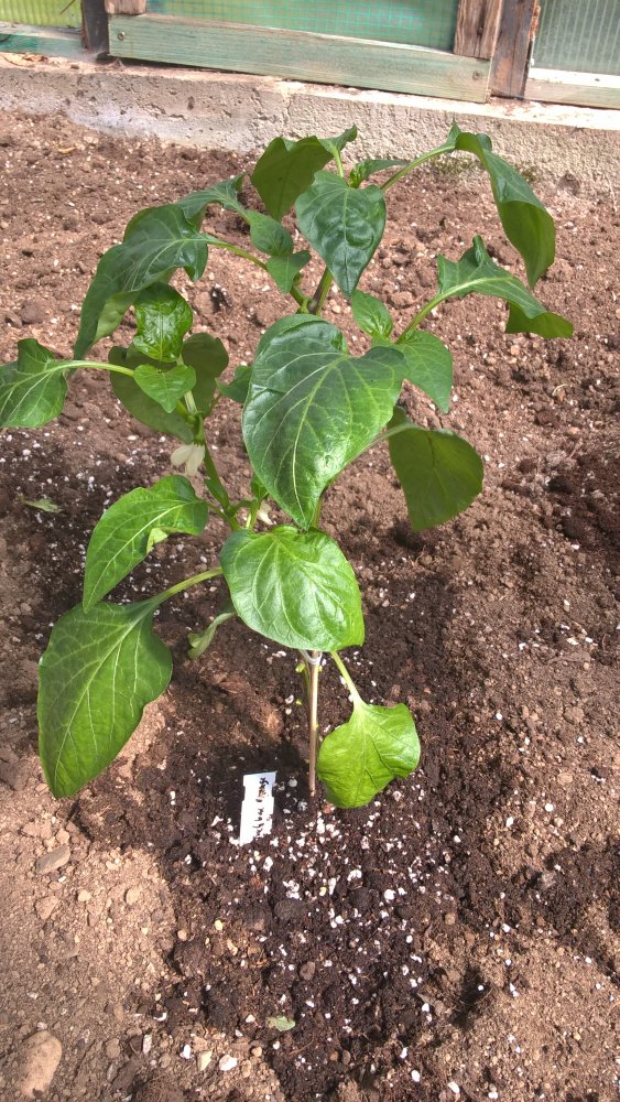 WP_20170430_14_16_57_Pro