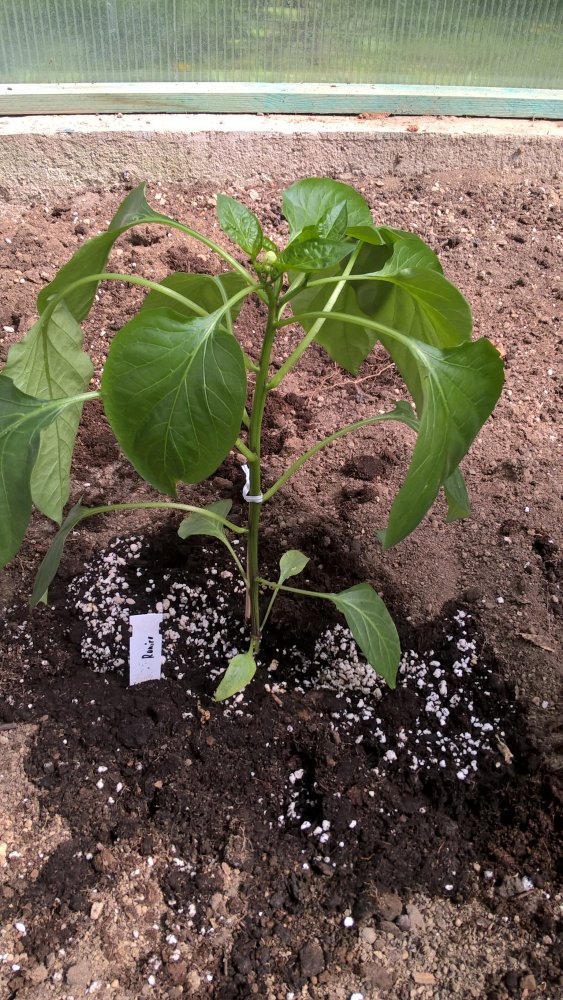 WP_20170430_14_17_03_Pro