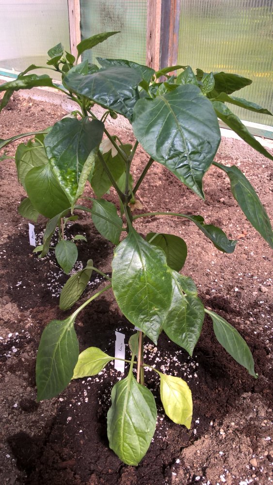 WP_20170430_14_17_09_Pro