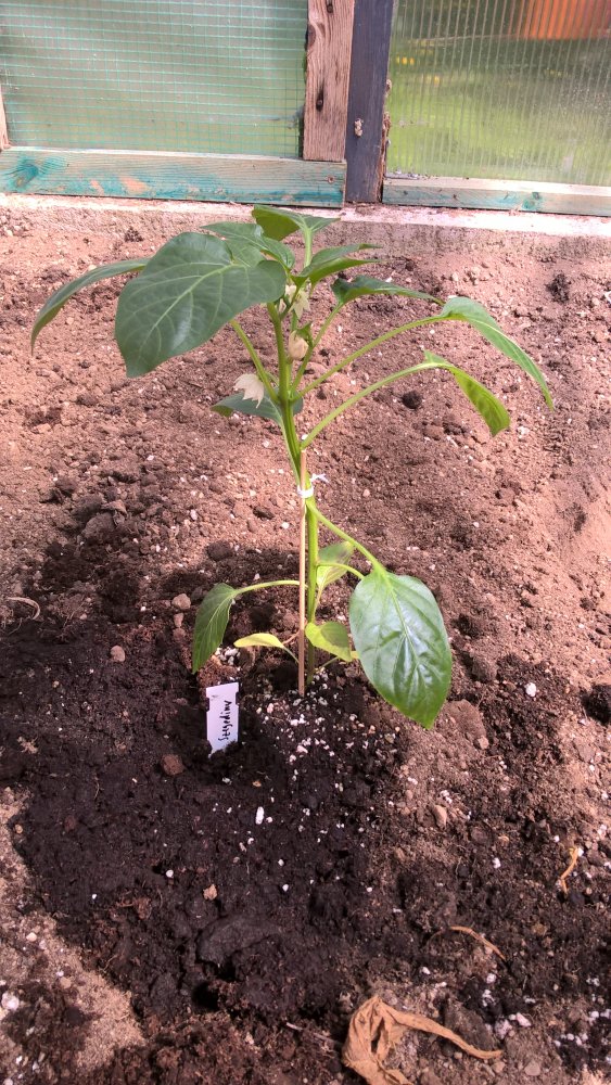 WP_20170430_14_17_22_Pro