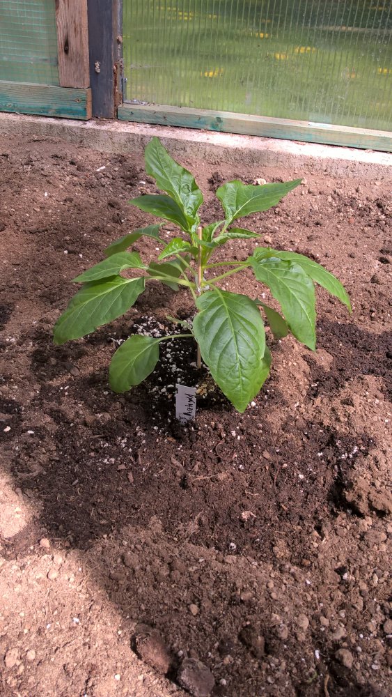 WP_20170430_14_42_31_Pro