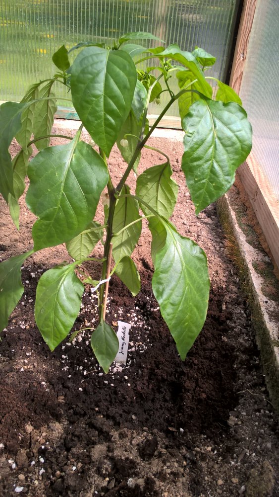 WP_20170430_14_42_38_Pro