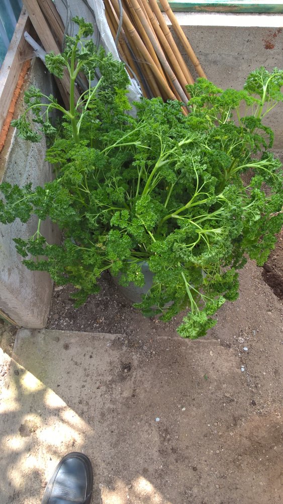 WP_20170430_14_43_14_Pro