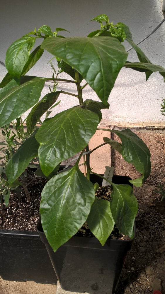 WP_20170430_14_44_04_Pro