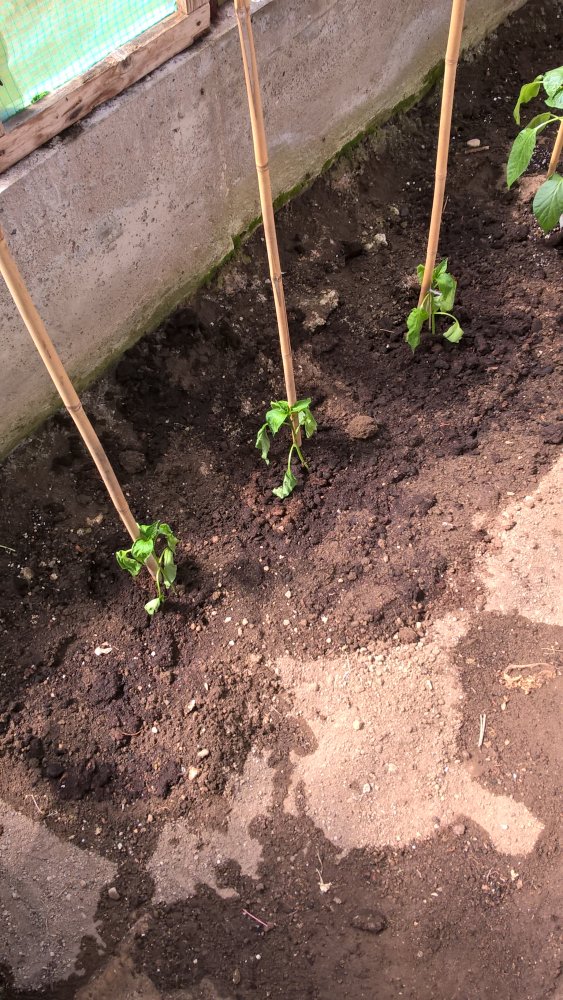 WP_20170430_15_25_43_Pro