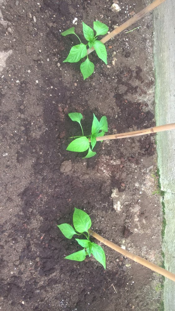 WP_20170501_13_23_14_Pro