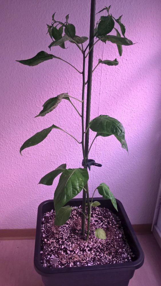 WP_20170502_22_23_09_Pro