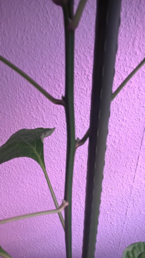 WP_20170502_22_23_18_Pro