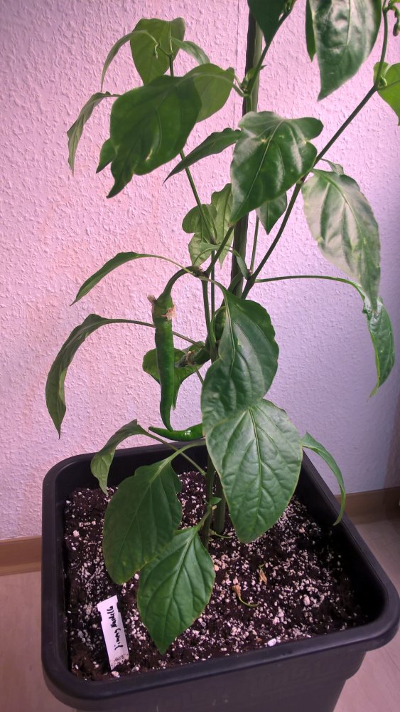 WP_20170502_22_24_50_Pro