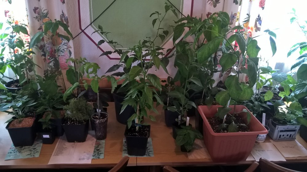 WP_20170520_16_01_49_Pro