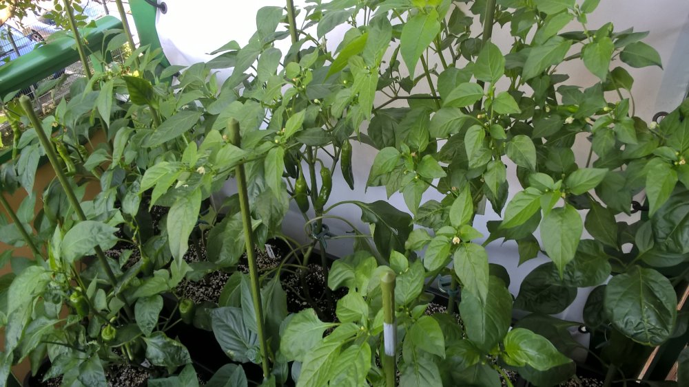 WP_20170603_11_13_46_Pro