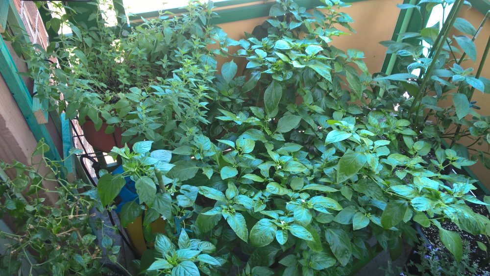 WP_20170603_11_13_55_Pro