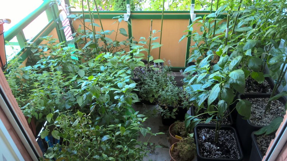 WP_20170603_11_14_17_Pro