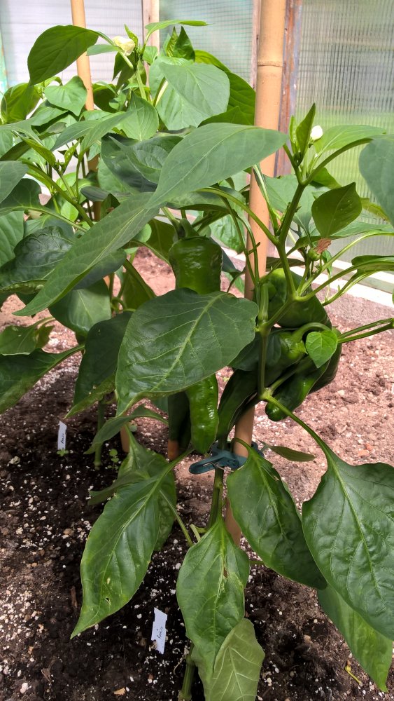 WP_20170605_14_11_57_Pro