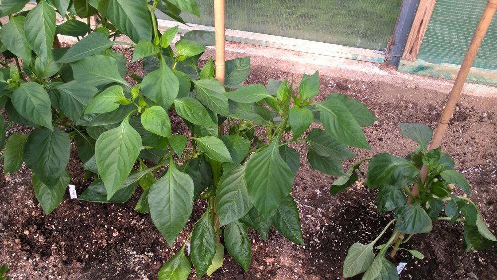 WP_20170617_17_52_55_Pro