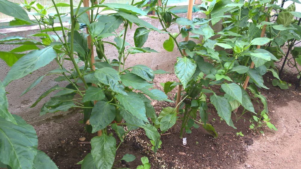 WP_20170702_14_15_52_Pro