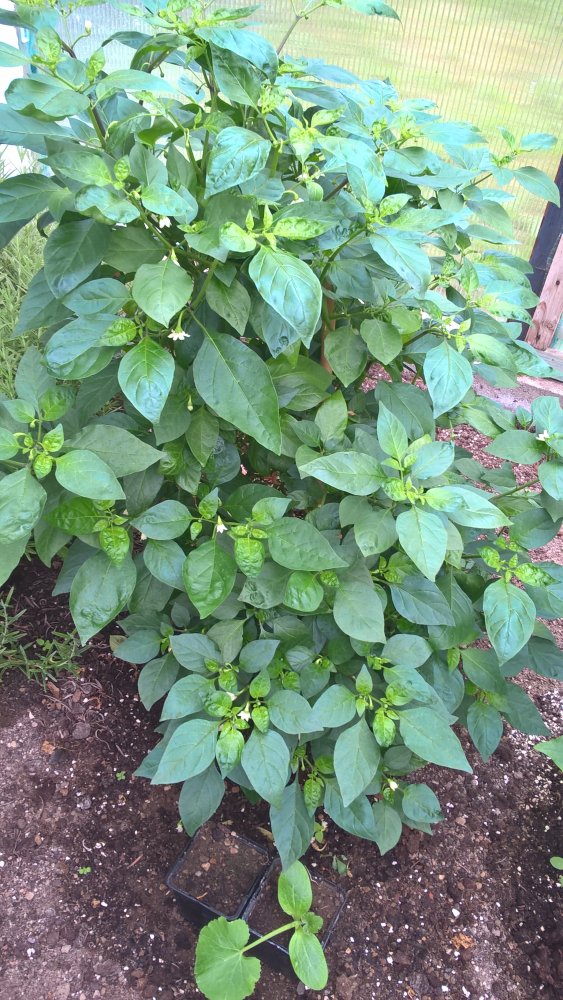 WP_20170702_14_16_06_Pro