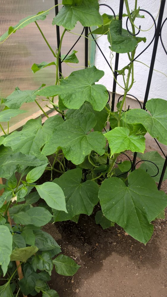 WP_20170702_14_23_47_Pro