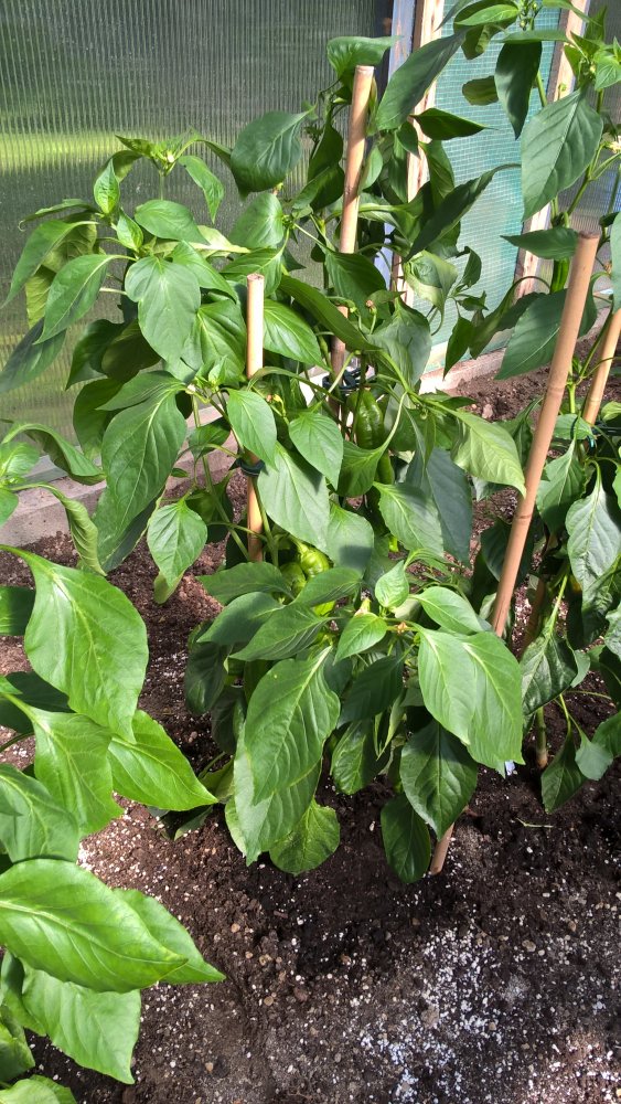 WP_20170708_17_25_42_Pro