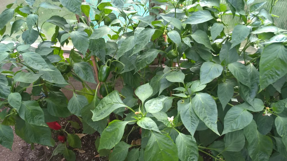 WP_20170729_18_04_39_Pro