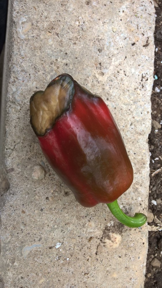 WP_20170730_14_52_56_Pro