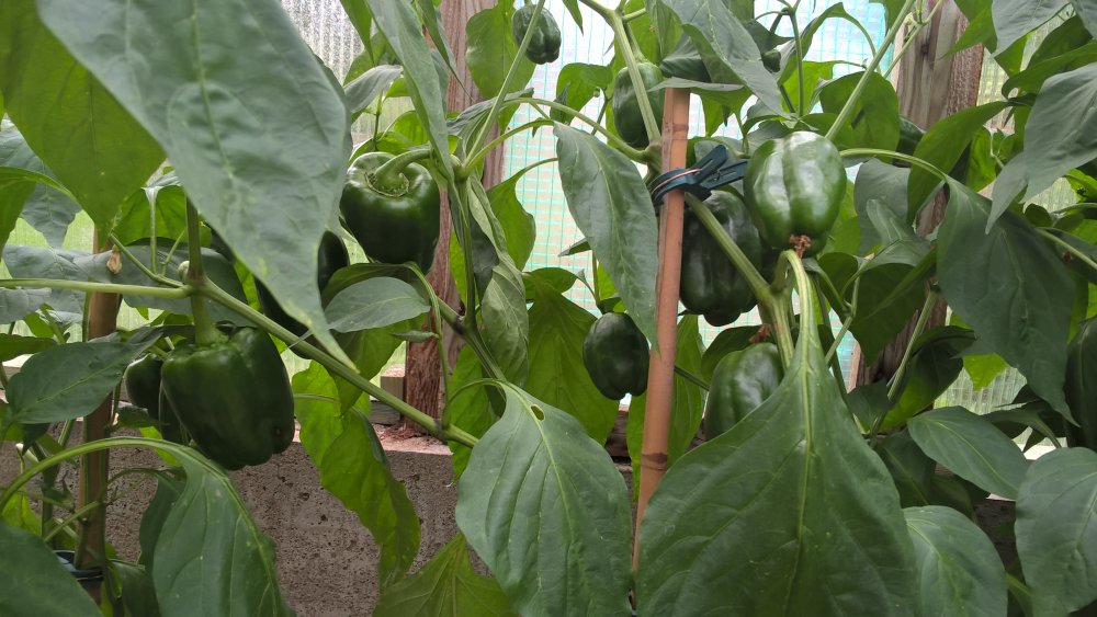 WP_20170730_14_53_45_Pro