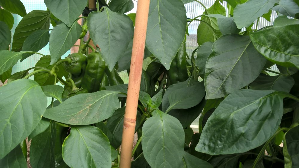 WP_20170730_14_58_16_Pro