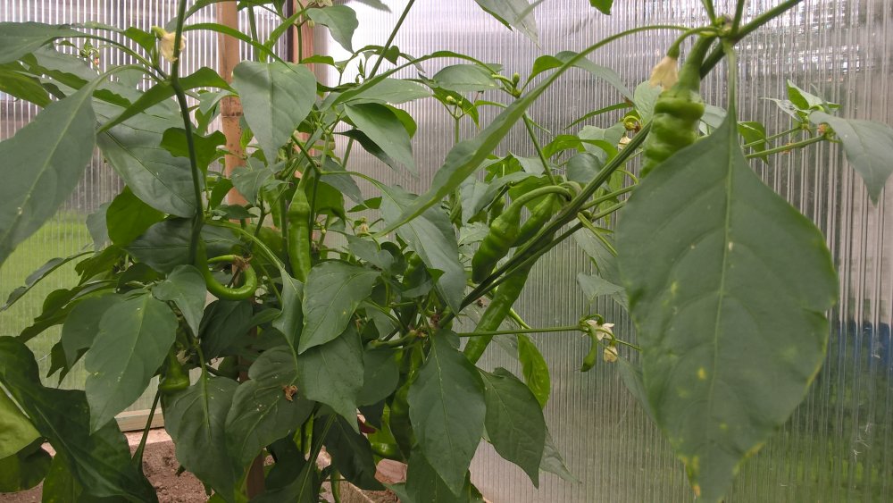 WP_20170730_14_58_38_Pro