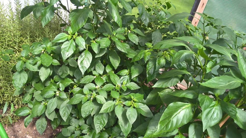 WP_20170730_15_02_06_Pro