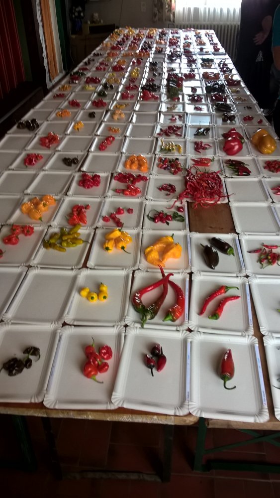 WP_20170923_14_13_04_Pro