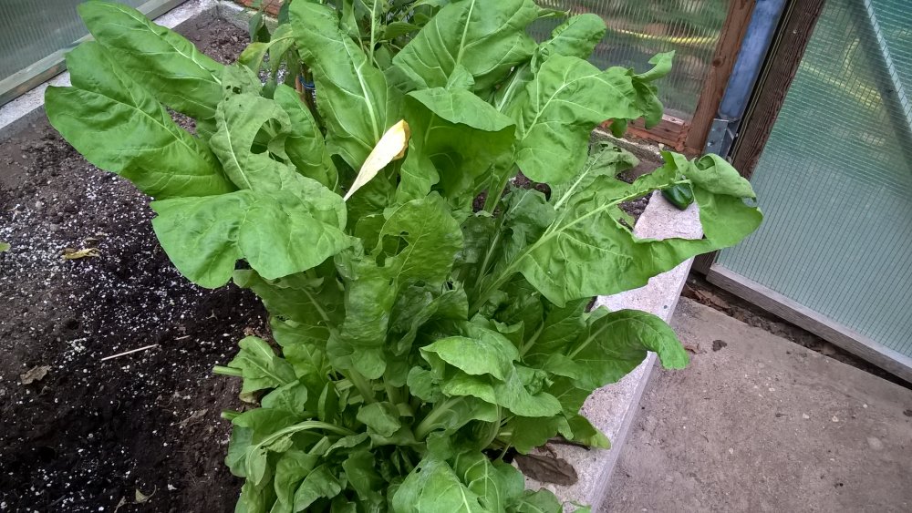 WP_20171028_17_10_00_Pro