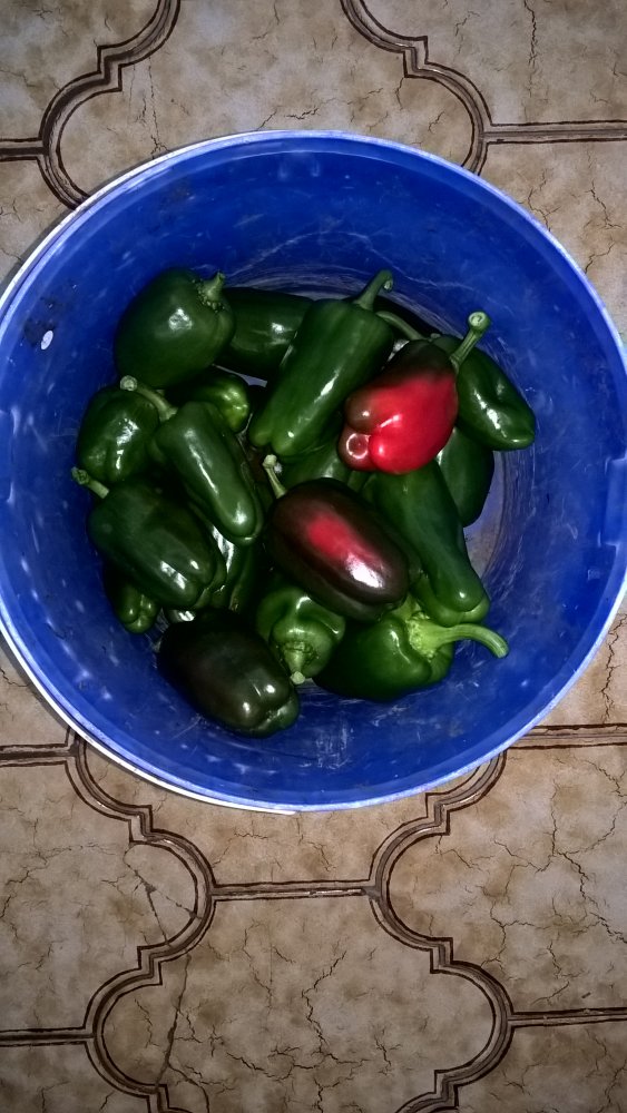 WP_20171029_12_01_52_Pro