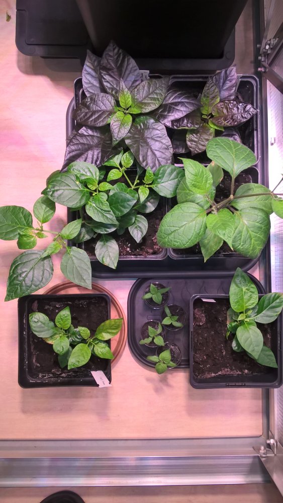 WP_20171211_09_35_12_Pro