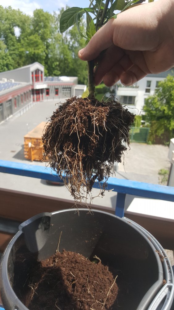 Wurzeln vor dem Umtopfen 2019-05-12 2